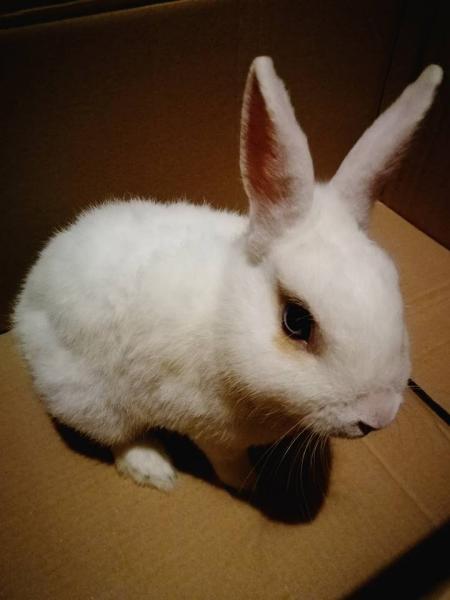 Znaleziony królik w Środzie Sląskiej