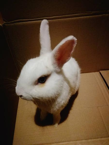 Znaleziony królik w Środzie Sląskiej