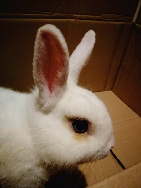 Znaleziony królik w Środzie Sląskiej