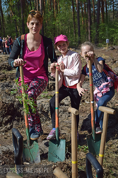 Sadzenie lasu w Leśnictwie Mrozów