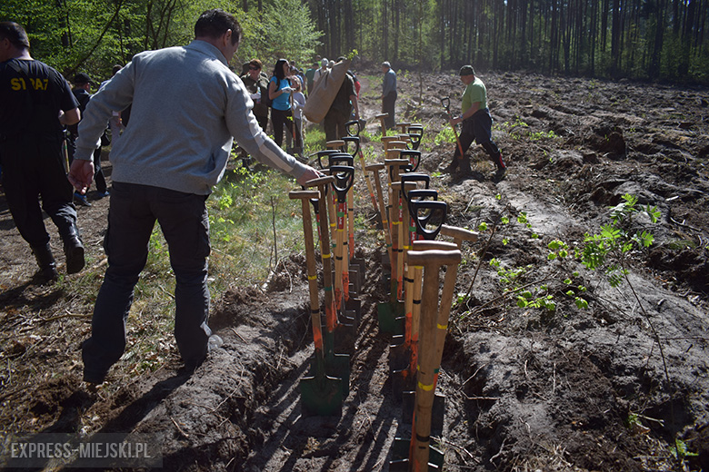 Sadzenie lasu w Leśnictwie Mrozów