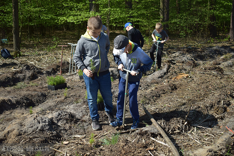 Sadzenie lasu w Leśnictwie Mrozów