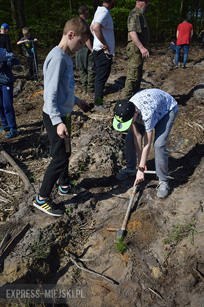 Sadzenie lasu w Leśnictwie Mrozów