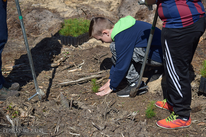 Sadzenie lasu w Leśnictwie Mrozów