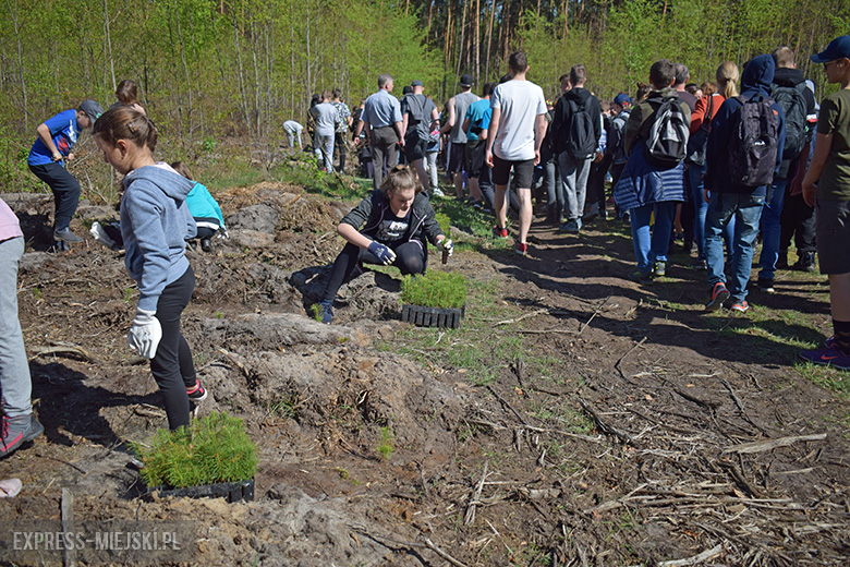 Sadzenie lasu w Leśnictwie Mrozów