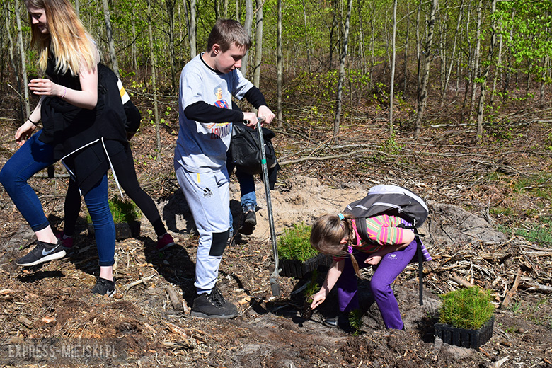 Sadzenie lasu w Leśnictwie Mrozów