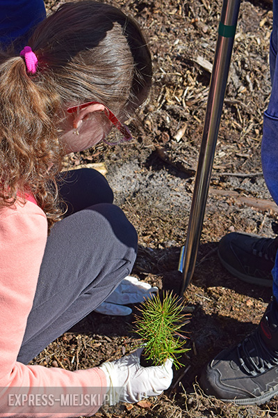 Sadzenie lasu w Leśnictwie Mrozów