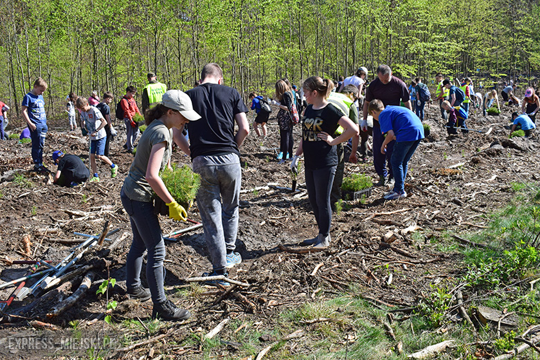 Sadzenie lasu w Leśnictwie Mrozów