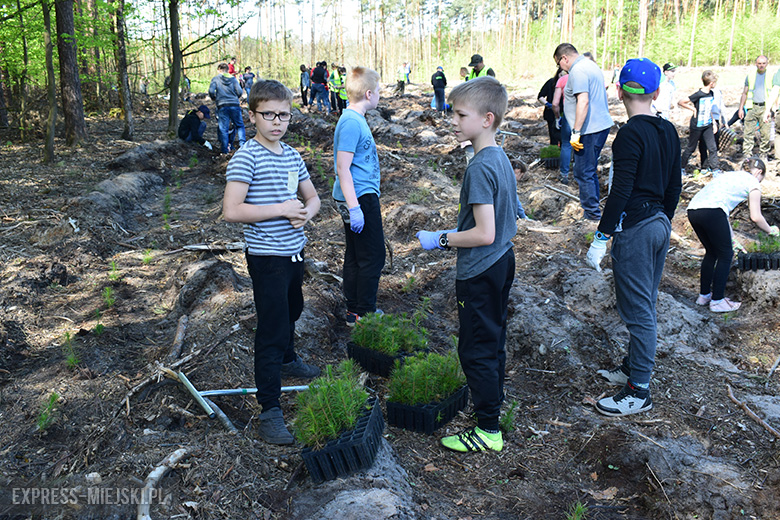 Sadzenie lasu w Leśnictwie Mrozów