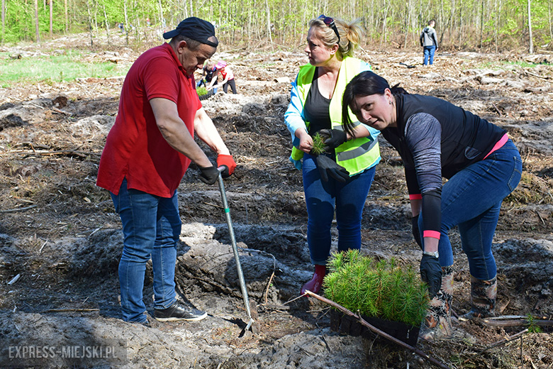 Sadzenie lasu w Leśnictwie Mrozów