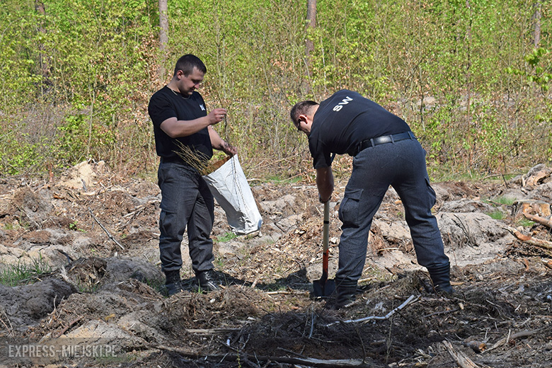 Sadzenie lasu w Leśnictwie Mrozów