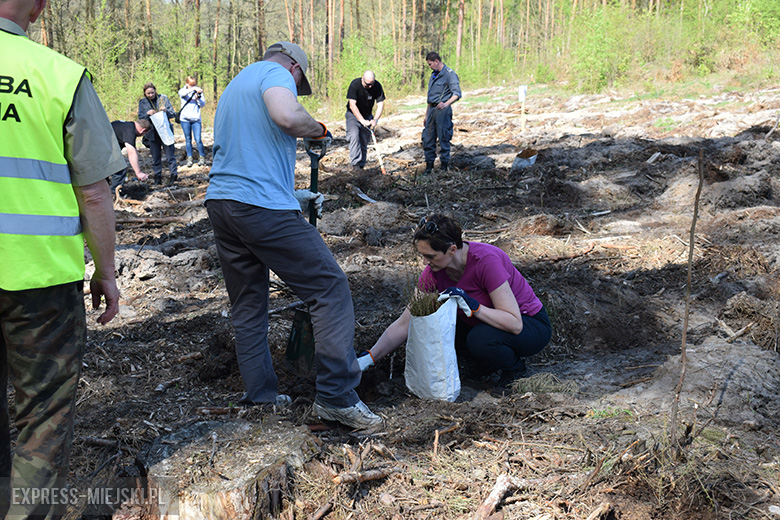 Sadzenie lasu w Leśnictwie Mrozów
