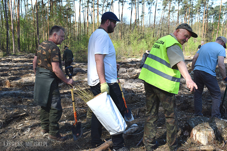 Sadzenie lasu w Leśnictwie Mrozów