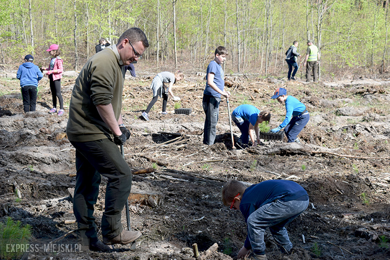 Sadzenie lasu w Leśnictwie Mrozów