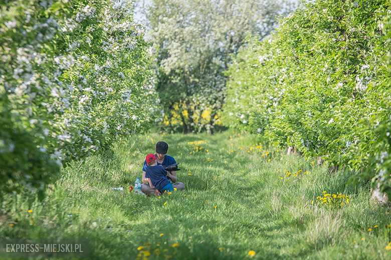 IV Święto Sadu w Lutyni