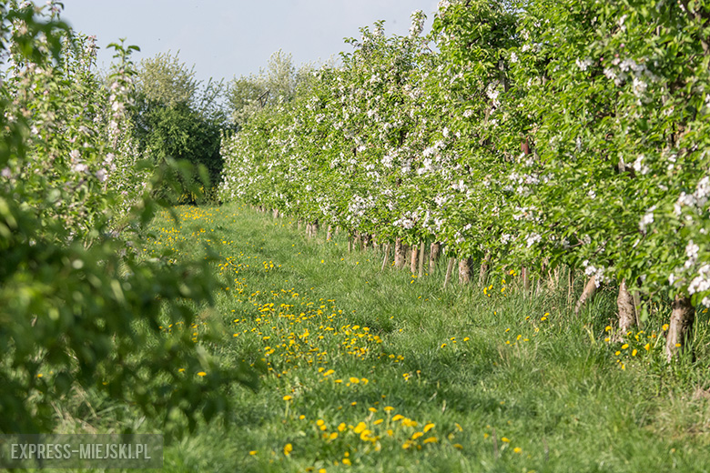 IV Święto Sadu w Lutyni