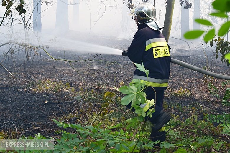 Pożar lasu w Miękini
