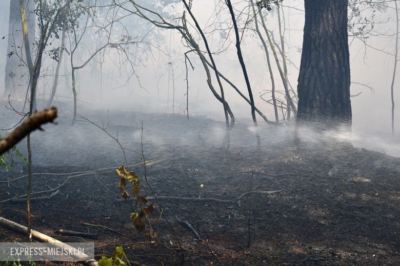 Pożar lasu w Miękini