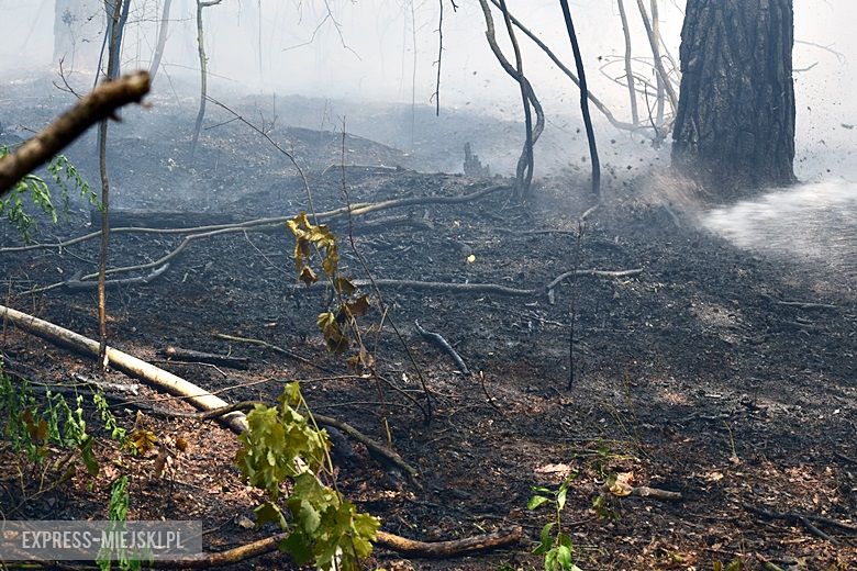 Pożar lasu w Miękini