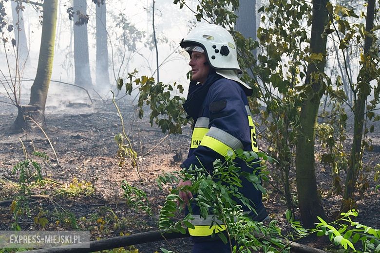 Pożar lasu w Miękini