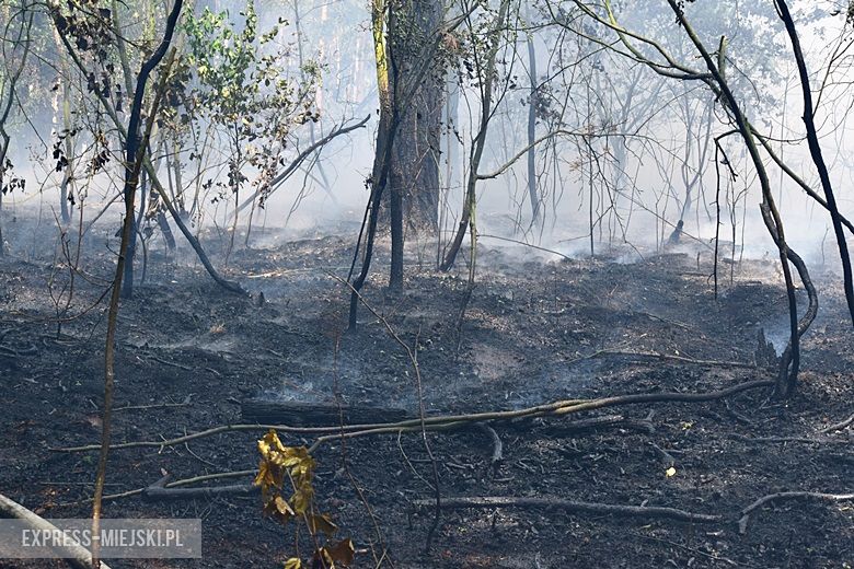 Pożar lasu w Miękini