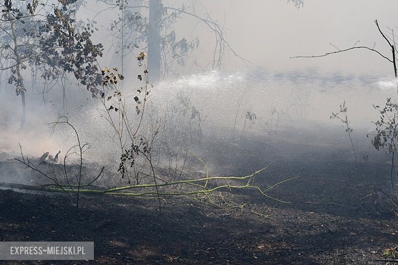 Pożar lasu w Miękini