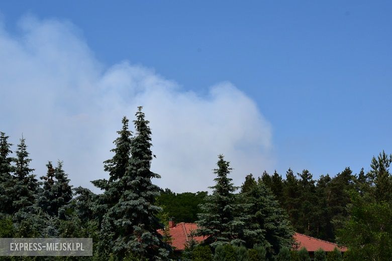 Pożar lasu w Miękini