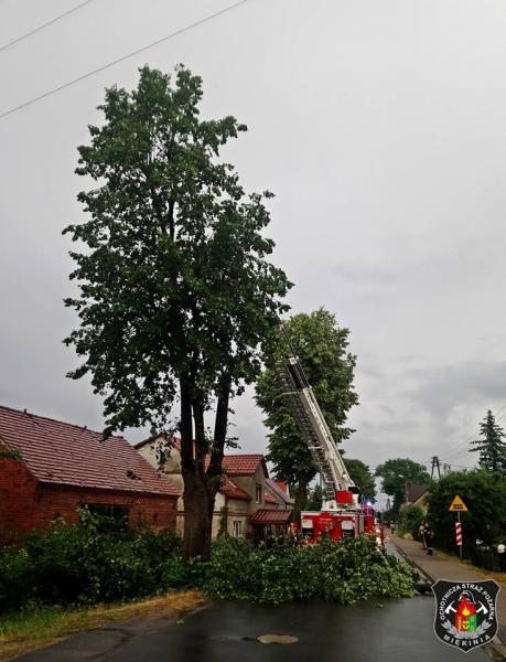 Powalone drzewo w Miękini