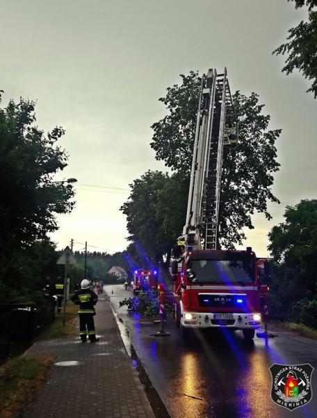 Powalone drzewo w Miękini