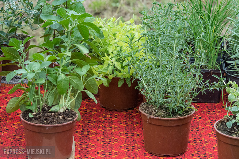 Piąte Święto Sadu w Lutyni wśród owocujących drzew