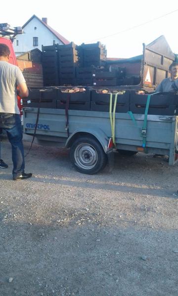 Akcja rozdawania jabłek w Pichorowicach