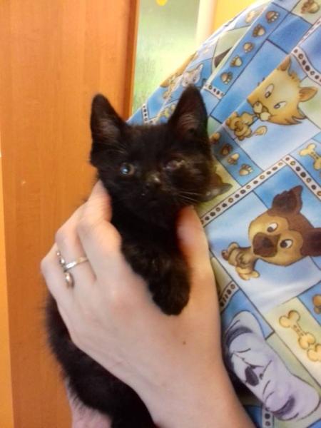 Kociaki szukają domu