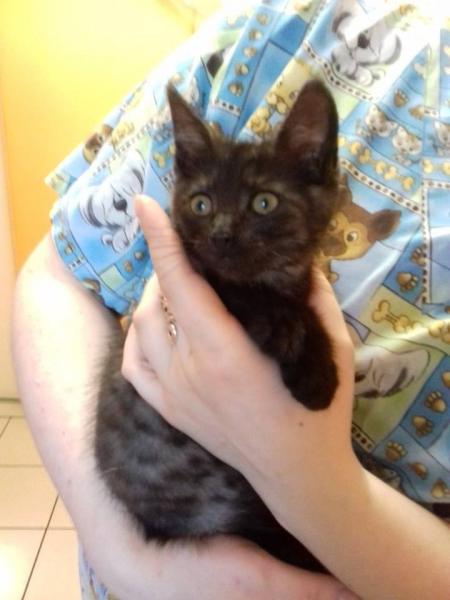 Kociaki szukają domu