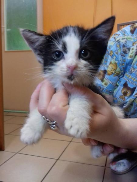 Kociaki szukają domu