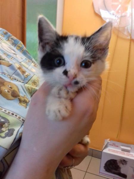 Kociaki szukają domu