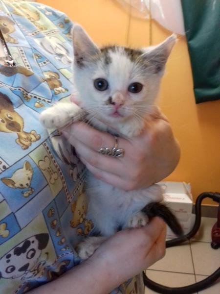 Kociaki szukają domu