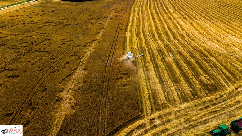 Widok na zbiory z pól z terenu gminy Malczyce