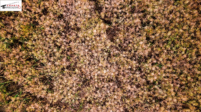 Widok na zbiory z pól z terenu gminy Malczyce