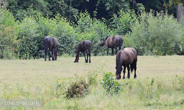 Oficjalne otwarcie nowych ścieżek rowerowych- Ciechów