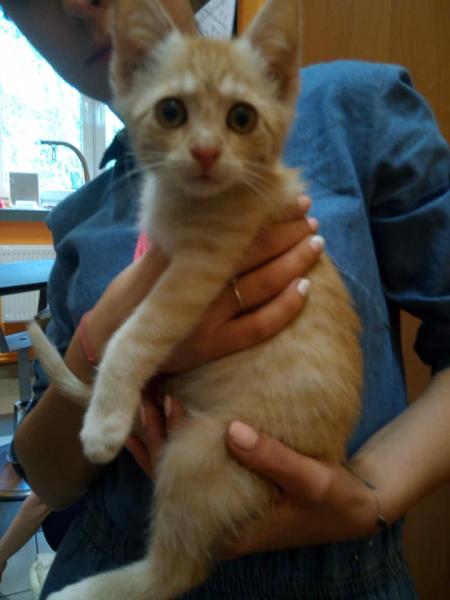 Kociaki szukają domu