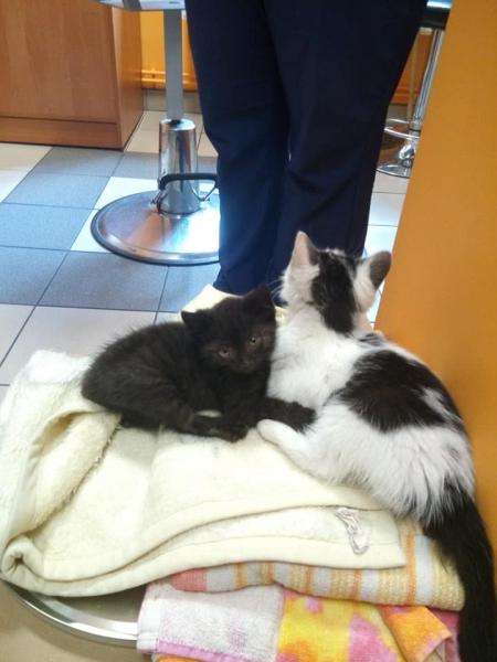 Kociaki szukają domu