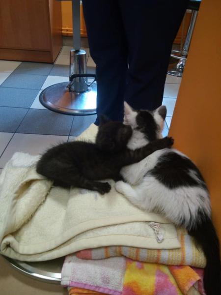 Kociaki szukają domu