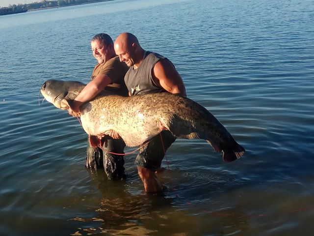 Wędkarze z Wilczkowa złowili suma giganta