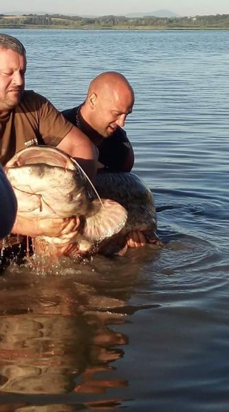 Wędkarze z Wilczkowa złowili suma giganta