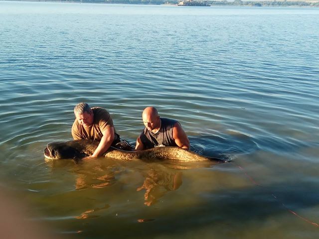 Wędkarze z Wilczkowa złowili suma giganta