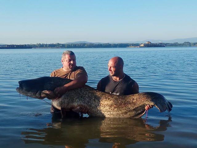 Wędkarze z Wilczkowa złowili suma giganta