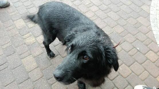 Znaleziono psa w Wilkszynie