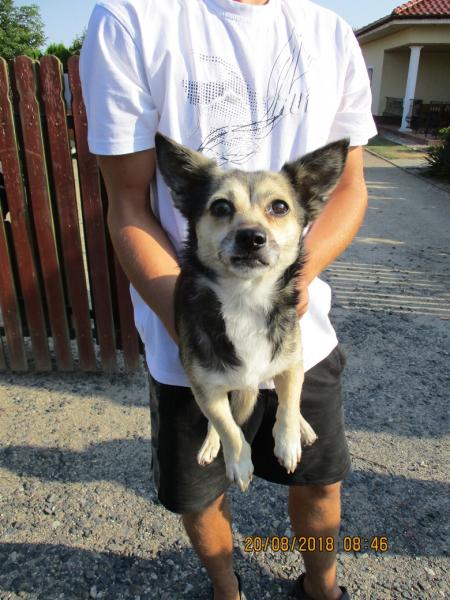 Piesek błąka się po Rakoszycach