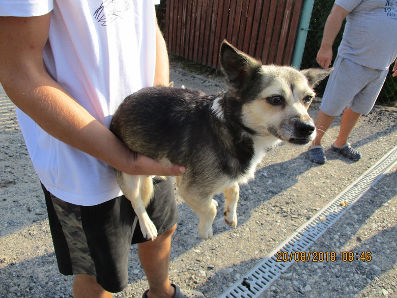 Piesek błąka się po Rakoszycach