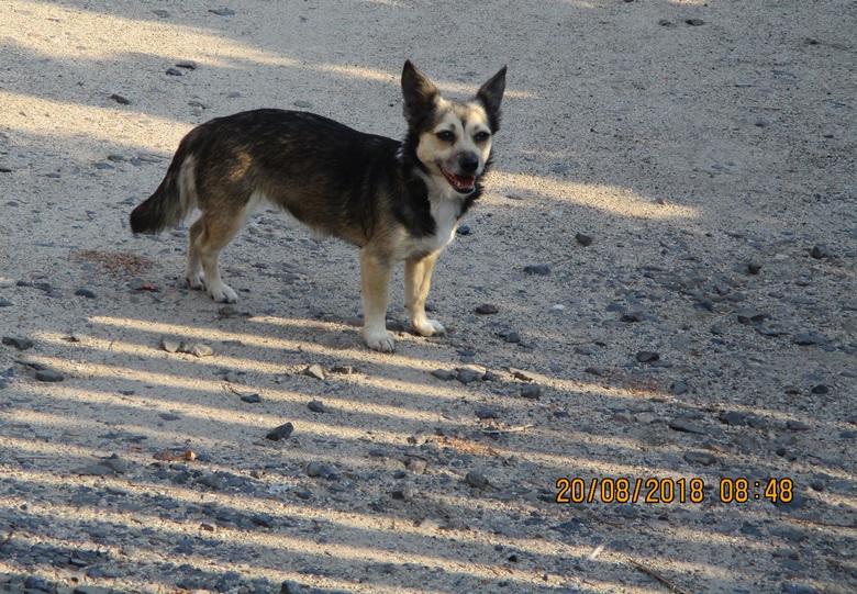 Piesek błąka się po Rakoszycach